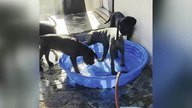 Video preview image #3 Cane Corso Puppy For Sale in WOODLAND HILLS, CA, USA