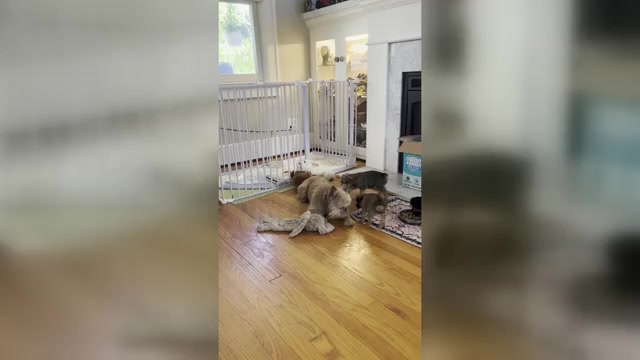 Video preview image #2 Brussels Griffon Puppy For Sale in WYANDOTTE, MI, USA