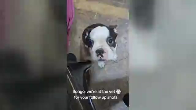 Video preview image #1 Boston Terrier Puppy For Sale in BROOKSVILLE, FL, USA