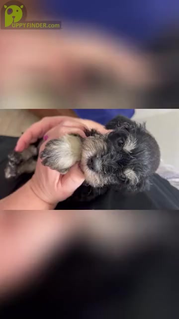 Video preview image #5 Schnauzer (Miniature) Puppy For Sale in WINTERVILLE, GA, USA