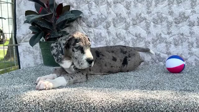 Video preview image #16 Great Dane Puppy For Sale in WAKARUSA, IN, USA