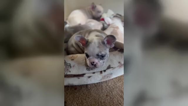 Video preview image #6 French Bulldog Puppy For Sale in LAS VEGAS, NV, USA
