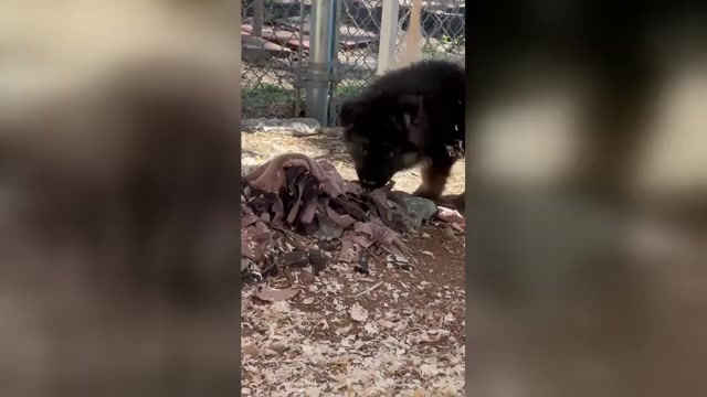 Video preview image #2 German Shepherd Dog Puppy For Sale in NEWVILLE, PA, USA