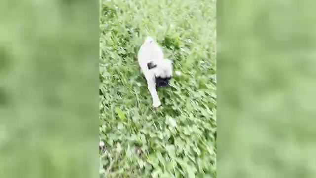 Video preview image #3 Pug Puppy For Sale in WARSAW, IN, USA