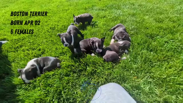 Video preview image #5 Boston Terrier Puppy For Sale in GOSHEN, IN, USA