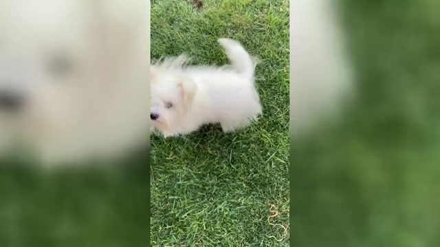 Video preview image #2 Bichon Frise-Morkie Mix Puppy For Sale in Chisinau, Chisinau Municipality, Moldova