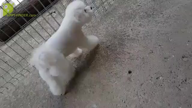 Video preview image #1 Bichon Frise Puppy For Sale in BREMEN, GA, USA