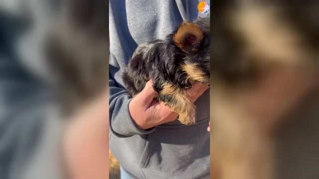 Video preview image #1 Yorkshire Terrier Puppy For Sale in ATLANTA, GA, USA