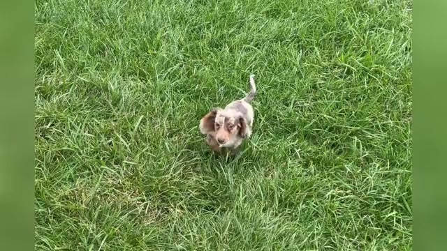 Video preview image #1 Dachshund Puppy For Sale in WARSAW, IN, USA
