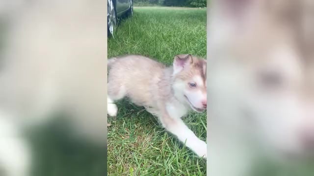Video preview image #2 Siberian Husky Puppy For Sale in HILLISTER, TX, USA