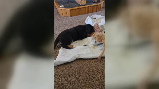 Video preview image #16 Bernese Mountain Dog Puppy For Sale in SALMON, ID, USA