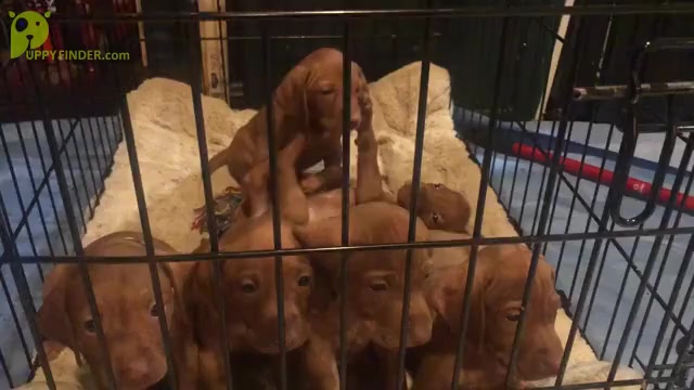 Video preview image #1 Vizsla Puppy For Sale in WIMBERLEY, TX, USA