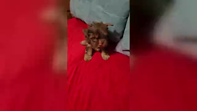 Video preview image #2 Yorkshire Terrier Puppy For Sale in CONKLIN, NY, USA