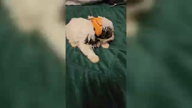 Video preview image #2 Yorkshire Terrier Puppy For Sale in CONKLIN, NY, USA