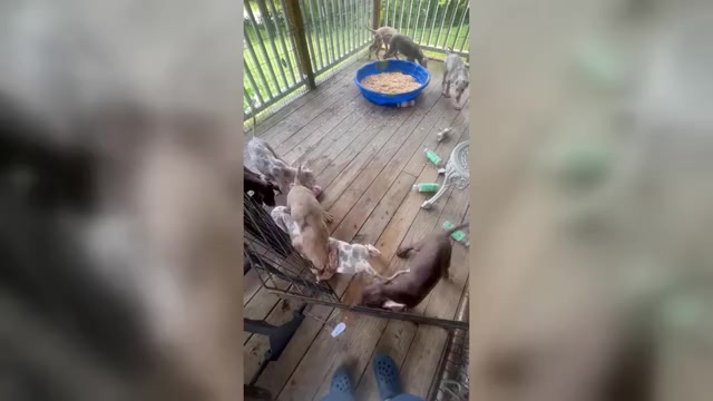 Video preview image #2 Great Dane Puppy For Sale in SPRAGGS, PA, USA