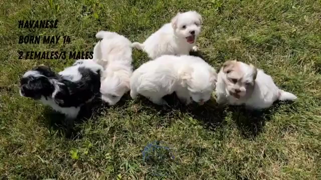 Video preview image #2 Havanese Puppy For Sale in GOSHEN, IN, USA