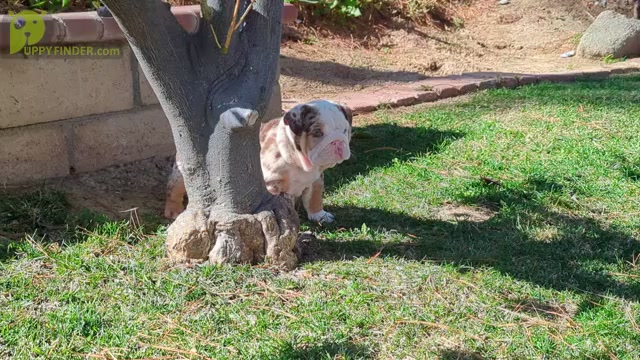 Video preview image #1 English Bulldog Puppy For Sale in RIVERSIDE, CA, USA