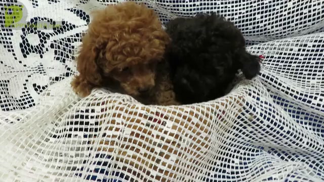 Video preview image #4 Poodle (Toy) Puppy For Sale in NORWOOD, MO, USA