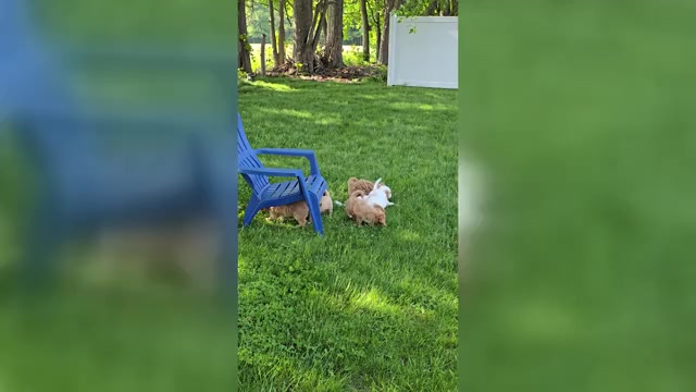 Video preview image #1 Cavapoo Puppy For Sale in BATESVILLE, IN, USA