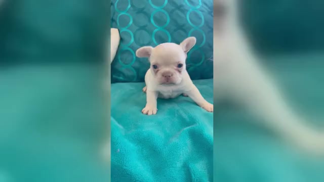 Video preview image #2 French Bulldog Puppy For Sale in WEST HOLLYWOOD, CA, USA