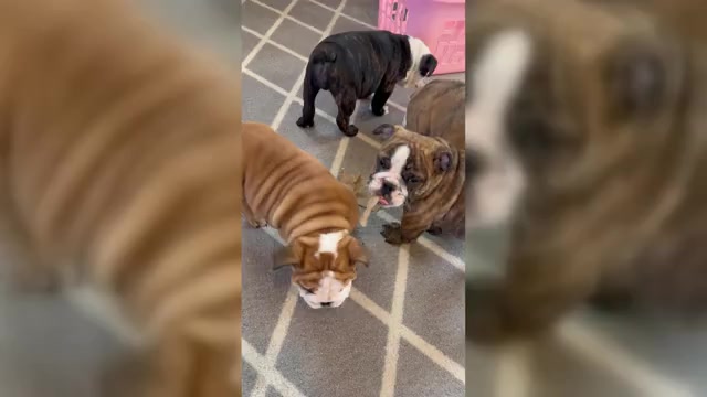 Video preview image #1 Bulldog Puppy For Sale in BOWLING GREEN, KY, USA