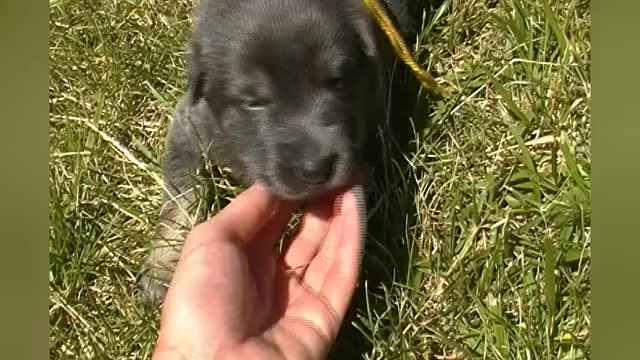 Video preview image #1 German Shepherd Dog Puppy For Sale in PIEDMONT, MO, USA