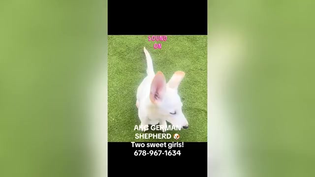 Video preview image #1 German Shepherd Dog Puppy For Sale in GRIFFIN, GA, USA