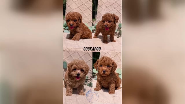 Video preview image #1 Cockapoo Puppy For Sale in GOSHEN, IN, USA