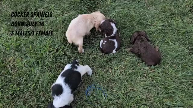 Video preview image #3 Cocker Spaniel Puppy For Sale in GOSHEN, IN, USA