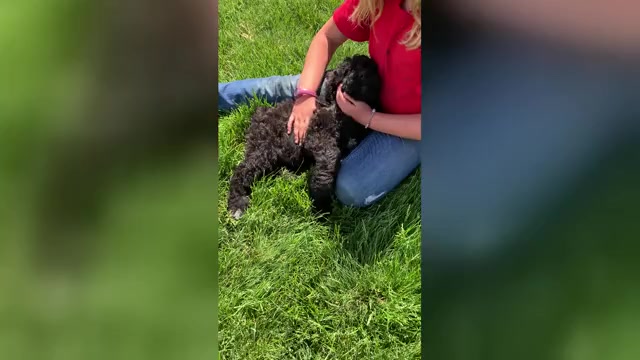 Video preview image #1 Pyredoodle Puppy For Sale in PRESCOTT, WA, USA