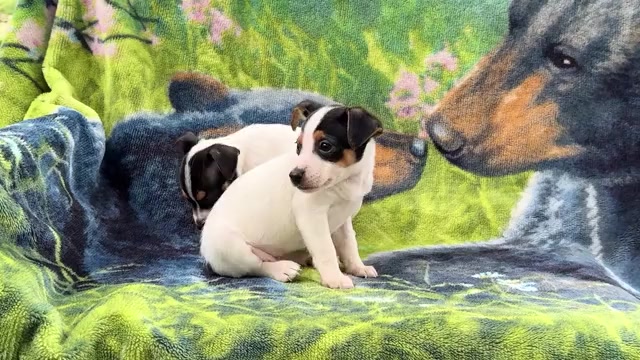 Video preview image #3 Fox Terrier (Smooth)-Fox Terrier (Toy) Mix Puppy For Sale in WAKARUSA, IN, USA