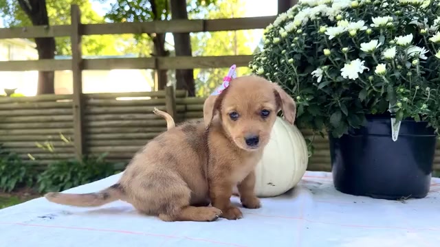 Video preview image #6 Dorgi Puppy For Sale in WAKARUSA, IN, USA