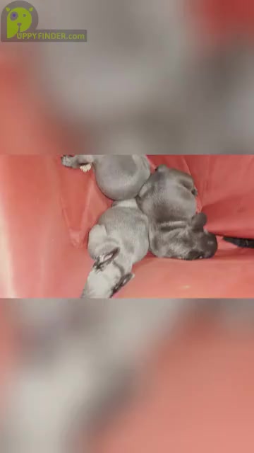 Video preview image #2 French Bulldog Puppy For Sale in MIRA LOMA, CA, USA