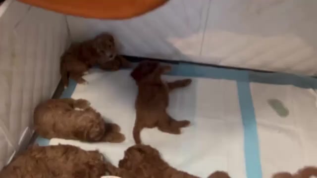 Video preview image #1 Cock-A-Poo Puppy For Sale in FOLSOM, CA, USA