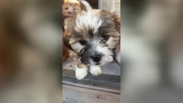Video preview image #1 Havachon-Shih-Poo Mix Puppy For Sale in DORCHESTER, MA, USA