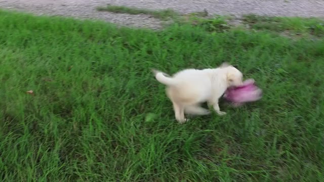 Video preview image #1 Golden Retriever Puppy For Sale in SYRACUSE, IN, USA
