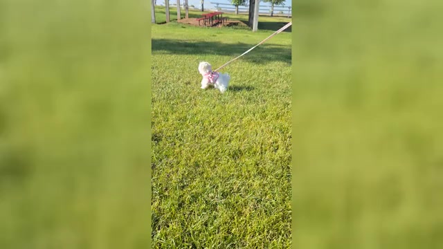Video preview image #3 Maltese Puppy For Sale in BEAR RIVER, WY, USA