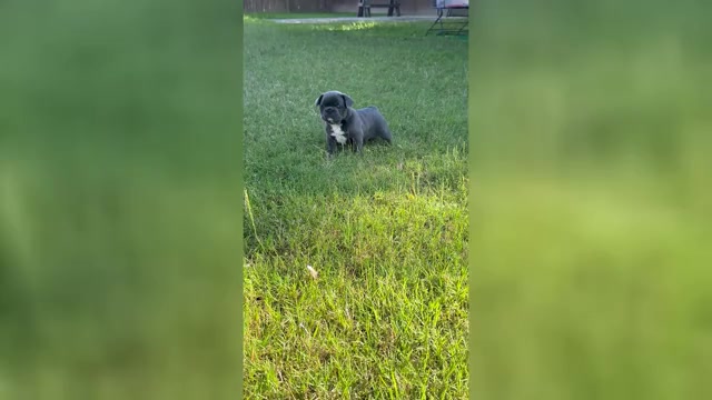 Video preview image #8 French Bulldog Puppy For Sale in ORANGE, TX, USA