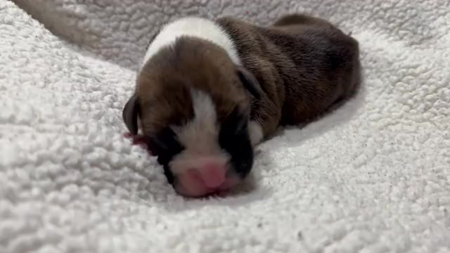 Video preview image #9 Boxer Puppy For Sale in RALEIGH, NC, USA