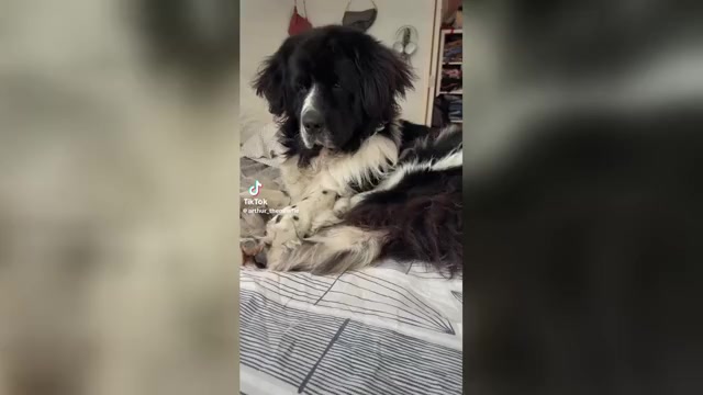 Video preview image #2 Newfoundland Puppy For Sale in SAXTONS RIVER, VT, USA