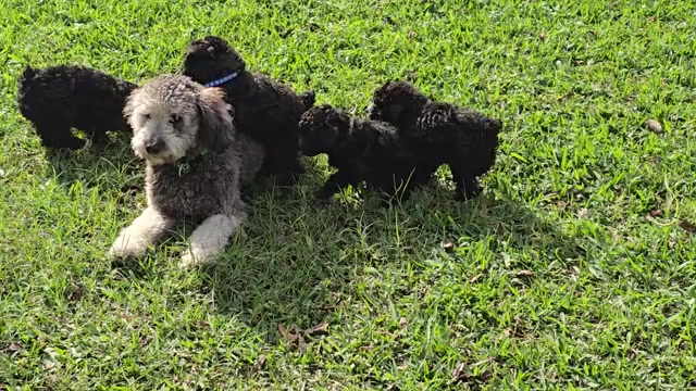 Video preview image #1 Whoodle (Miniature) Puppy For Sale in KATY, TX, USA