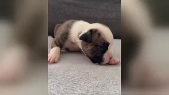 Video preview image #5 Olde English Bulldogge Puppy For Sale in BRENTWOOD, CA, USA