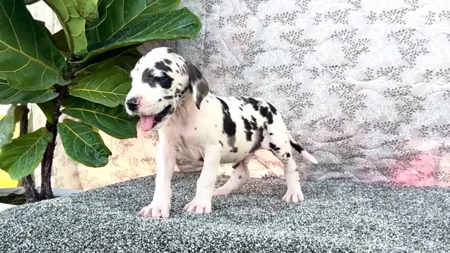 Video preview image #9 Great Dane Puppy For Sale in WAKARUSA, IN, USA