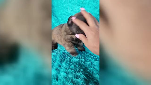 Video preview image #2 French Bulldog Puppy For Sale in LAS VEGAS, NV, USA