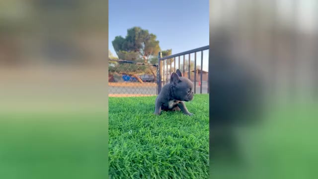 Video preview image #5 French Bulldog Puppy For Sale in CHICAGO, IL, USA