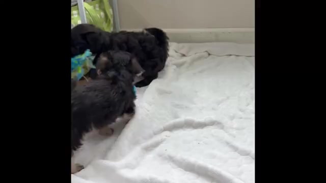 Video preview image #1 Morkie Puppy For Sale in ROCK STREAM, NY, USA