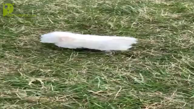 Video preview image #13 Maltese Puppy For Sale in WARSAW, IN, USA