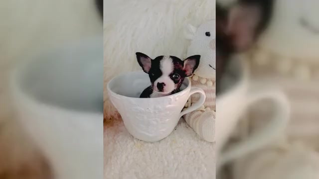 Video preview image #4 Chihuahua Puppy For Sale in MIAMI, FL, USA