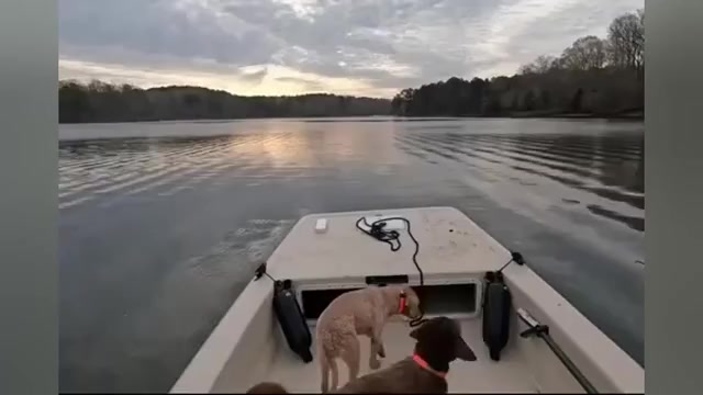 Video preview image #1  Breeder Profile in WAKE FOREST, NC, USA