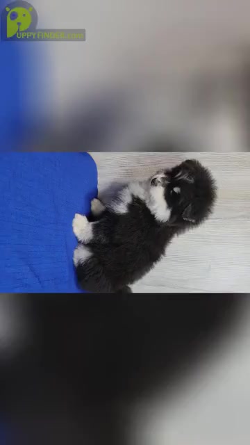 Video preview image #1 Pomsky Puppy For Sale in BELLEVUE, IA, USA